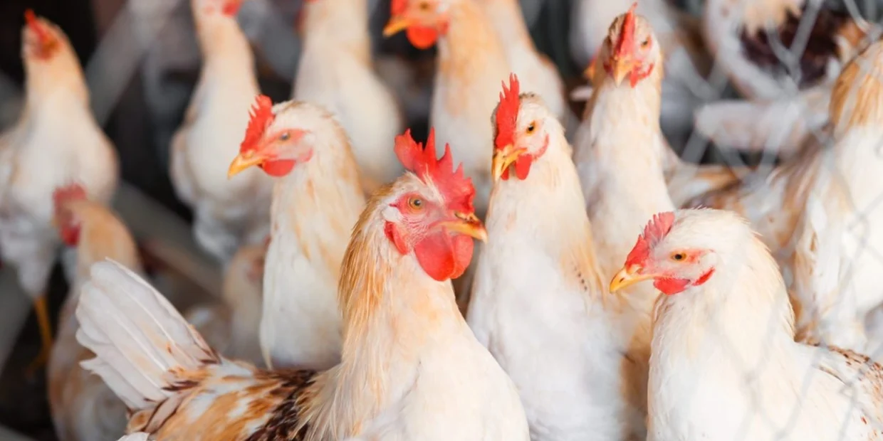 Seara lança 80 novos produtos de frango agora