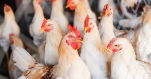 Seara lança 80 novos produtos de frango agora