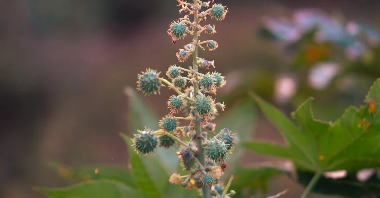 Mamona, a alternativa sustentável ao óleo de palma, explode no Brasil a partir de hoje